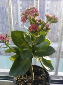 探尋長壽花的商品名 從藏花閣論壇的園藝交流說起